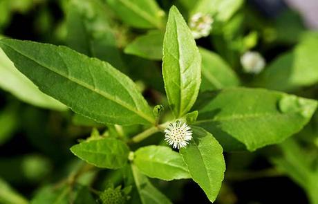 Embracing Ancient Wisdom: Unveiling the Marvels of Bringharaj Oil for Hair Growth